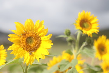 Close up sunflower field with cloudy sky