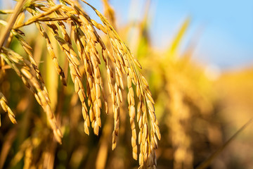 Golden yellow rice ear of rice growing in autumn paddy field - obrazy, fototapety, plakaty