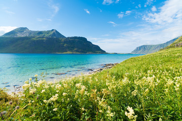 beautiful sand beach on the lofoten islands in Norway - obrazy, fototapety, plakaty
