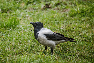 crow on green grass