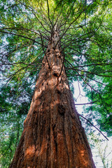 Giant Redwood tree in a subtropical forest at Portmeirion, North Wales.