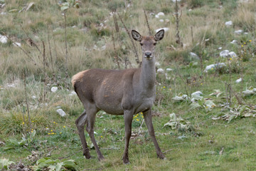 Beautiful Red deer female in clearing area (Cervus elaphus)