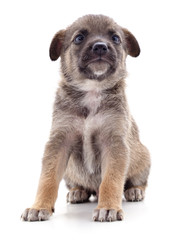 Obraz premium Brown beautiful puppy.