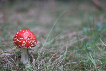 Beautiful young fly agaric in the forest