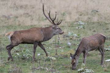 Naklejka na ściany i meble Male and female of Red deer in rutting season (Cervus elaphus)