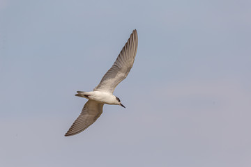 Whiskered Tern are finding food 