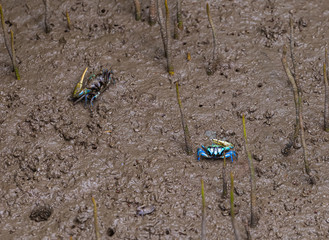 Small fiddler crabs in habitat