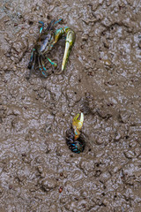 Small fiddler crabs in habitat