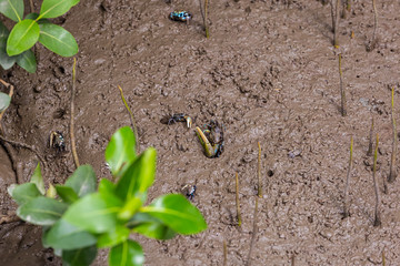 Small fiddler crabs in habitat