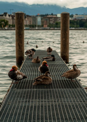 ducks in lake in Geneva