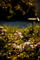 flowers in garden