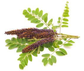 Purple flower of acacia.