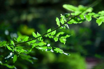 Obraz premium みずみずしい植物のクローズアップ