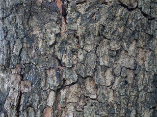Tree bark background