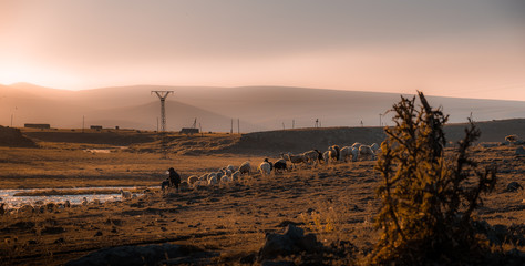 sunset with a shepherd in Armenia