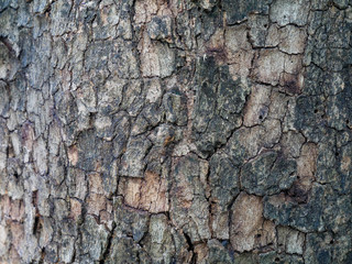 Tree bark background