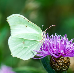butterfly on a flower