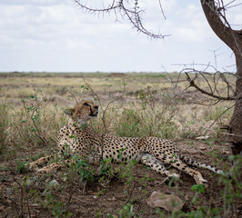 cheetah in africa