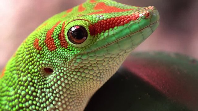 Macro view of giant day gecko as it moves its eyes and slowly turns its head.