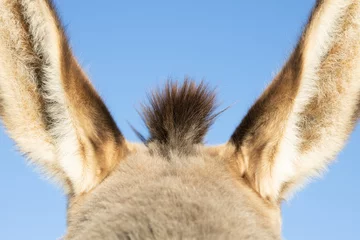 Fototapeten Esel donkey  © Julian