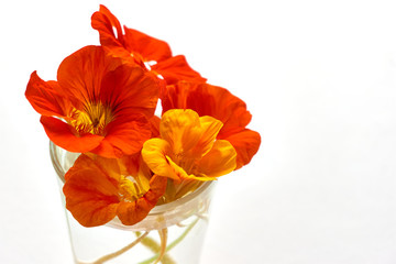 Edible flowers. Closeup of orange and yellow nasturtium flowers in a glass of water against a white background with copy space. A popular salad ingredient and used in traditional medicine.