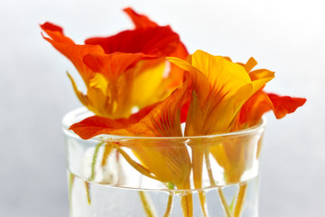 Edible flowers. Closeup of orange and yellow nasturtium flowers in a glass of water against a white background. A popular salad ingredient and used in traditional medicine.