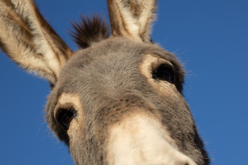 donkey