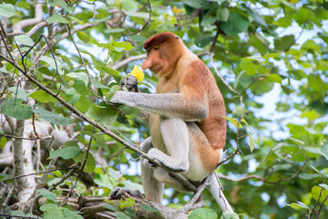 Mono narigudo (Nasalis larvatus) en el parque nacional Bako (Borneo)