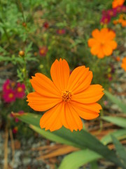 キバナコスモス