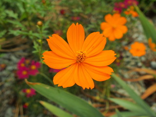 キバナコスモス