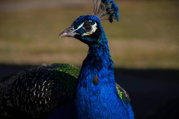 Obraz premium Peacock with beautifull blue plumage in one environment