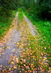 Obraz premium Autumn road into the distance. Beautiful natural landscape.