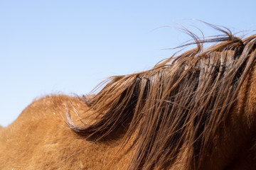 horse hair  - Powered by Adobe