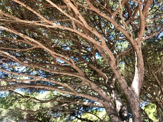 tree in forest © Aurlie