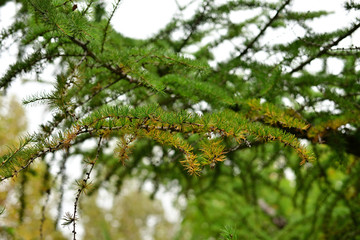 The foliage of Mt.Fuji 5th stage Japanese larch begins