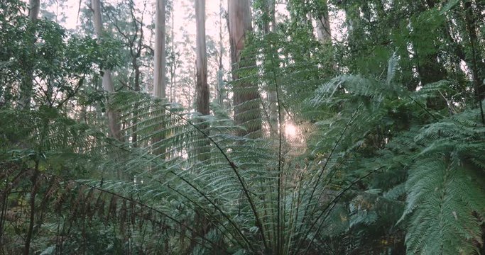 Slow pan up a large treen fern with beautiful dappled sunlight coming through the trees behind the fern in the golden glow of the sunlight in the Australian bush