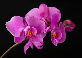 Naklejka na ściany i meble Flower arrangement of orchids.