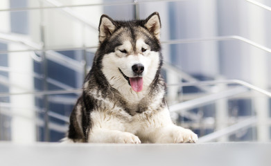 malamute breed dog lies in the city
