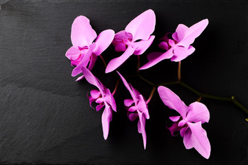 Flower arrangement of orchids.