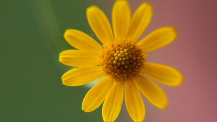 Fototapeta premium Daisy