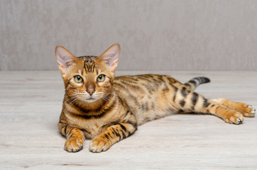 little bengal cat is sitting on the table and looking in front