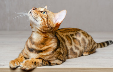 little bengal cat sits on a table and looks up