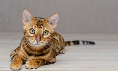 little bengal cat is sitting on the table and looking in front
