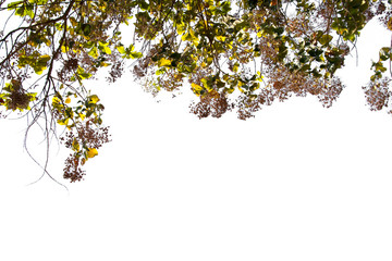 green leaf isolated on white background