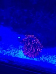 virus in blue background