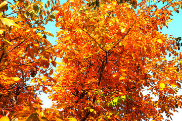 Red, yellow and green leaves on tree branches under blue sky. Autumn seasonal scene. Natural fall background