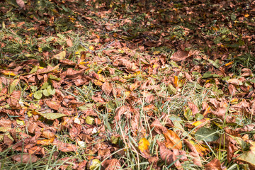 fallen walnuts in the grass
