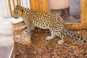  Side view of a young far eastern leopard in an aviary.