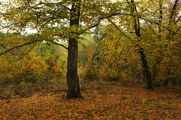 Autumn textures with yellow and red leaves on trees and on the ground, in a beautiful park with a table and beautiful scenery