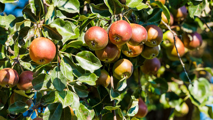 Malus domestica | Zweige der Apfelbaum mit frucht garniert bereit fur Ernte